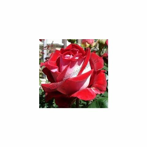 Růže Alleluja, v květináči Rose Alleluja
